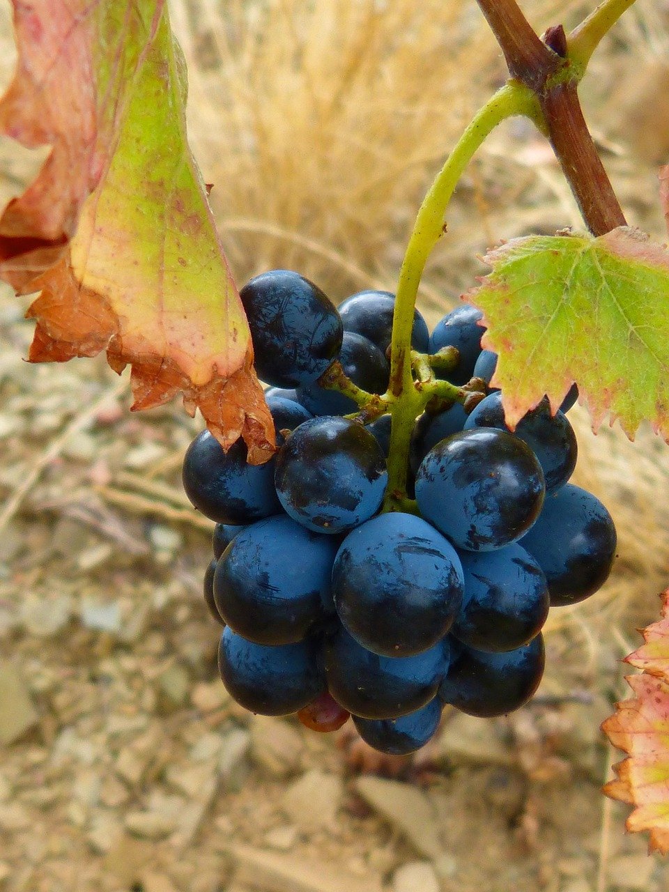 vine, grape, garnatxa, priorat, board